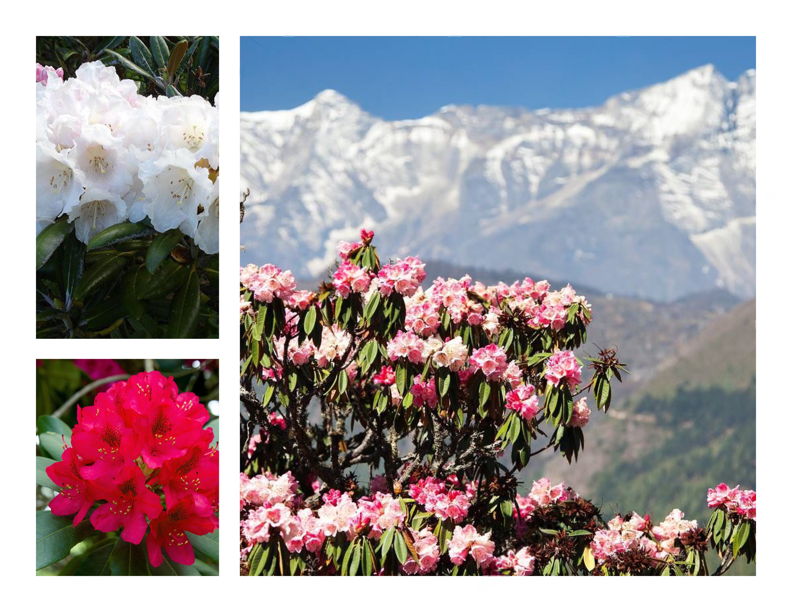 Rhododendrons mood board, reference imagery and color palette